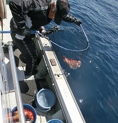 第二清洋丸 釣果