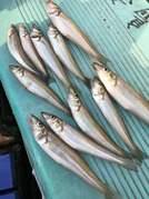 ＮＡＧＡＳＨＩＭA ＭＡＲＵ（永島丸） 釣…