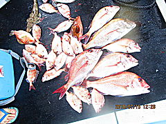 遊漁船 未紗奈 釣果