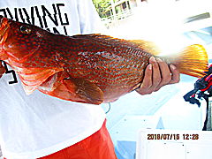 遊漁船 未紗奈 釣果