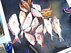 遊漁船 未紗奈 釣果