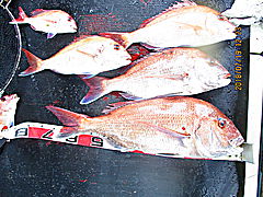 遊漁船 未紗奈 釣果