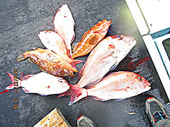 遊漁船 未紗奈 釣果