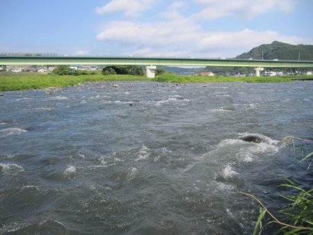 狩野川（狩野川漁業協同組合） 釣果