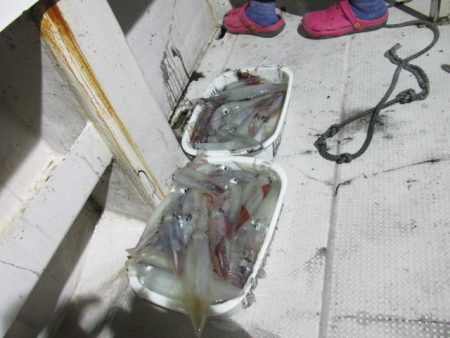 ジギング船 BLUEWATER 釣果