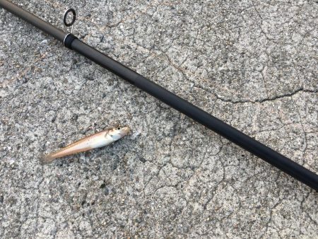 キスが食べたくて