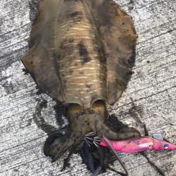 大阪泉南夏イカ開幕？？？