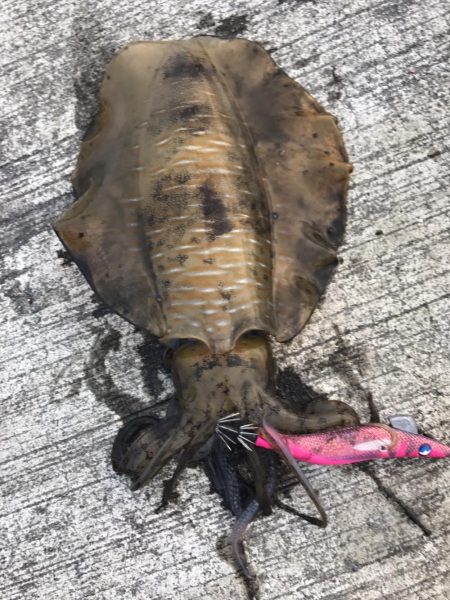 大阪泉南夏イカ開幕？？？