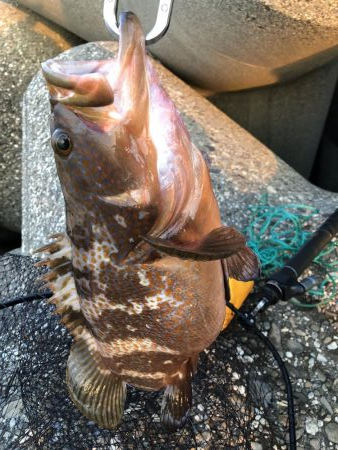 モンスター！！