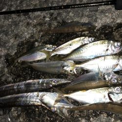 マゴバチアジング中毒性ありです!!