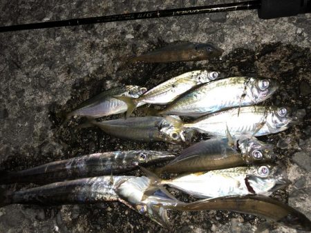 マゴバチアジング中毒性ありです!!