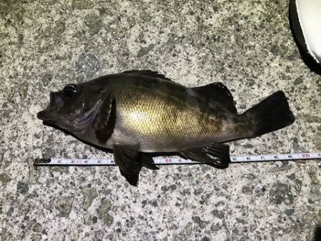 サイズのわりに引いた