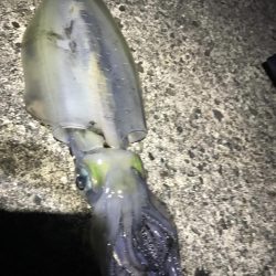 中紀でエギングとキッシング