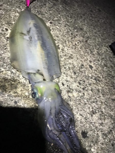 中紀でエギングとキッシング