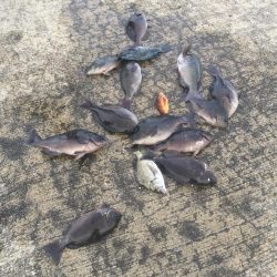 メジナが入れ食い！