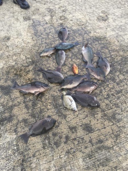 メジナが入れ食い！