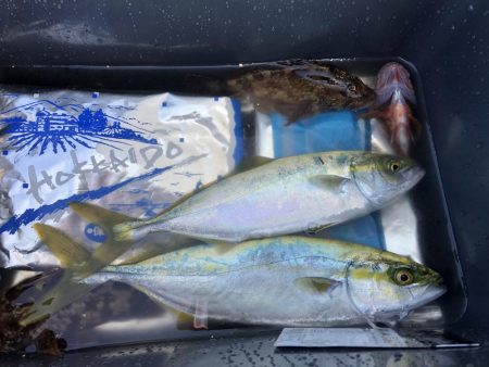 初心者ショアジギでサゴシ2本！