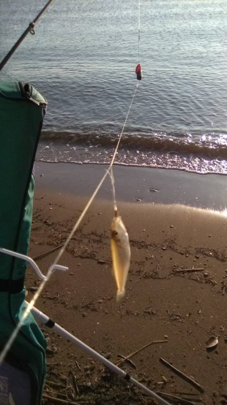泊海水浴場で朝だけ投げ釣り