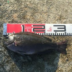 熱帯夜、当たりの無い中貴重なグレゲット！