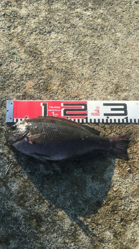 熱帯夜、当たりの無い中貴重なグレゲット！