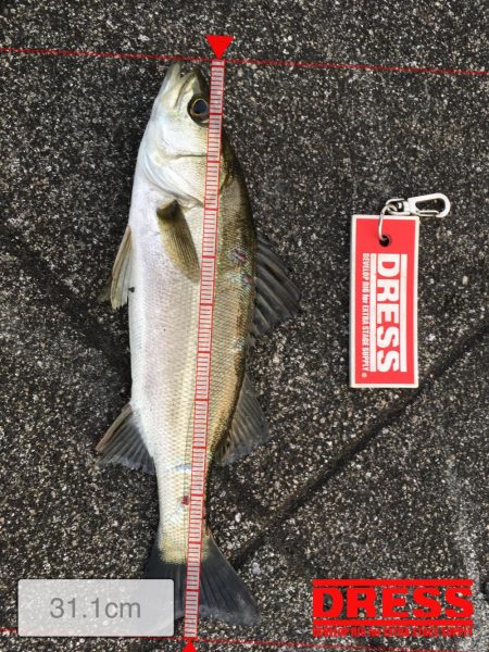 サバ狙いでしてが