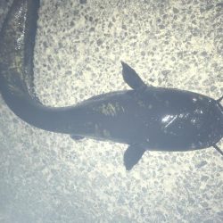 用水路でナマズ