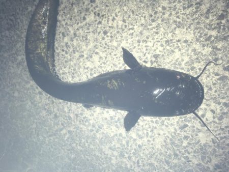 用水路でナマズ