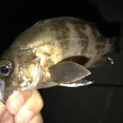 ヤオッチごめんね!