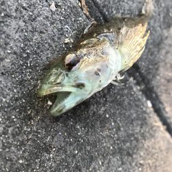 タシッペおすすめの。