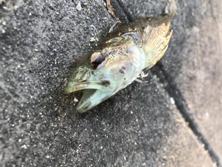 タシッペおすすめの。