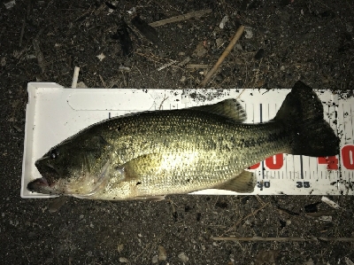 これから釣れる！！