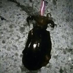 久しぶりに釣れた！