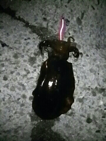 久しぶりに釣れた！