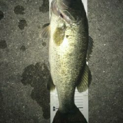 夜釣りやばい！！