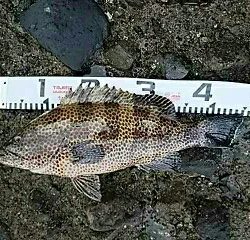 オカッパリから45センチオーバーのオオモンハタゲット❗❗