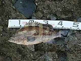 オカッパリから45センチオーバーのオオモン…