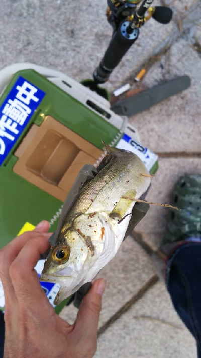 横浜のアジ何処行った？