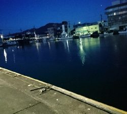 大漁の鯵かと思ったら