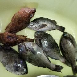 アジングだったはずが五目釣りになっちゃった