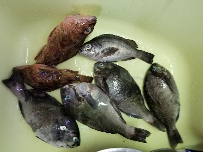 アジングだったはずが五目釣りになっちゃった