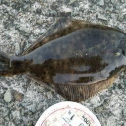 キス釣り ~カレイも出た!ずっしり