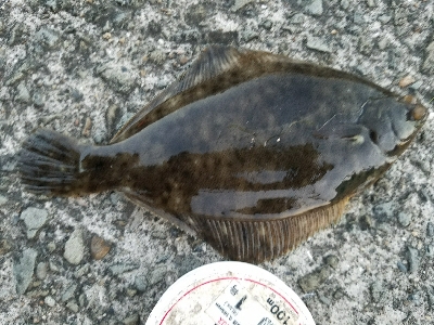 キス釣り ~カレイも出た!ずっしり