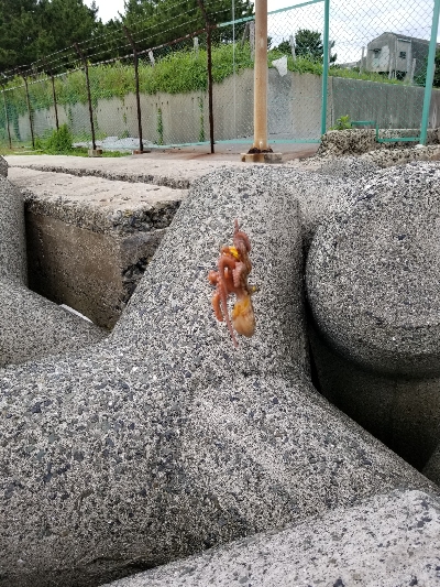 チヌのズル引きのつもりが