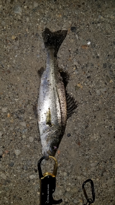 粘ってチーバス…