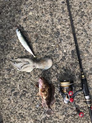 ハタ釣りのハズが？