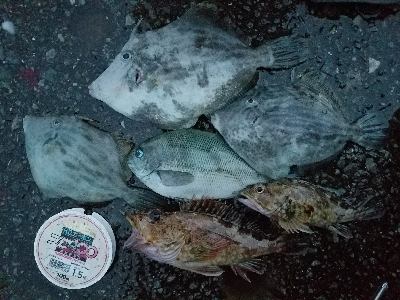 カワハギ釣り　～25センチヒット！～