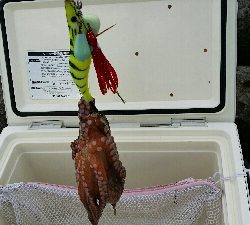 連日のオクトパッシング