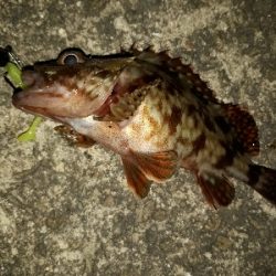 ガシラ・メバル