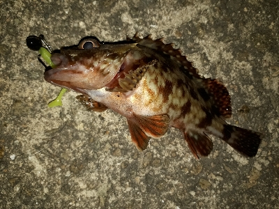 ガシラ・メバル