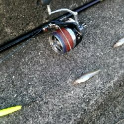 久々のキス釣り